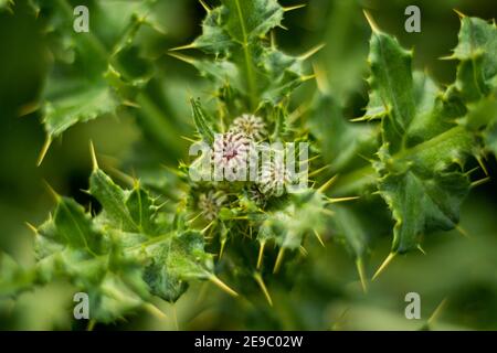 Thistle à pois blancs ou Thistle rampant ou Cirsium arvense est un espèces pérennes de plantes à fleurs Banque D'Images