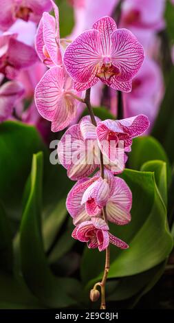 Festival d'orchidées de Kew Gardens, belles orchidées aux jardins botaniques royaux de Kew, Londres Banque D'Images