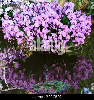 Festival d'orchidées de Kew Gardens, belles orchidées aux jardins botaniques royaux de Kew, Londres Banque D'Images