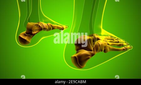 Squelette humain OS du pied Anatomy for Medical concept Illustration 3D Banque D'Images
