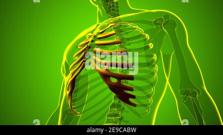 Anatomie du squelette humain cartilage de type Costal 3D Rendering for Medical concept Banque D'Images