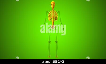 Squelette humain squelette axial Anatomie 3D Illustration Banque D'Images