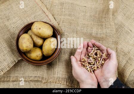 Palmiers avec pousses de pommes de terre et pommes de terre crues. Mains de l'homme tenant les pousses de pomme de terre cassées. Un bol de légumes sur une serviette. Mise au point sélective. Banque D'Images