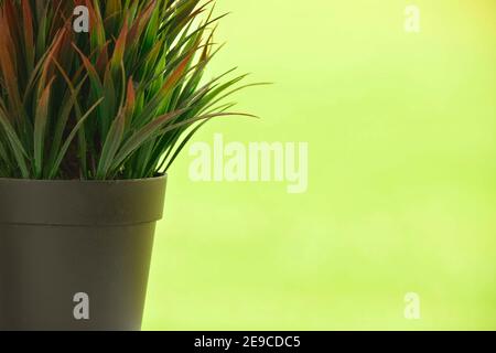 Plantes artificielles ou fausses plantes sur fond vert Banque D'Images