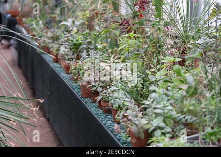 Vieille serre ou serre avec divers cactus, longue tige et feuilles succulentes et plantes exotiques. Banque D'Images