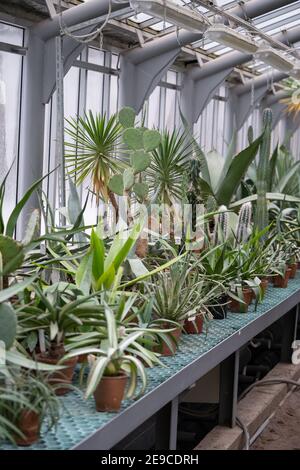 Vieille serre ou serre avec divers cactus, longue tige et feuilles succulentes et plantes exotiques. Banque D'Images