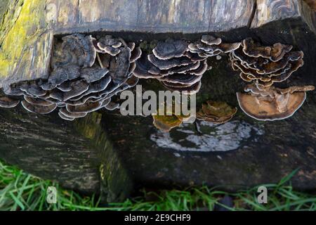 Champignon de l'arbre vu d'en haut Banque D'Images