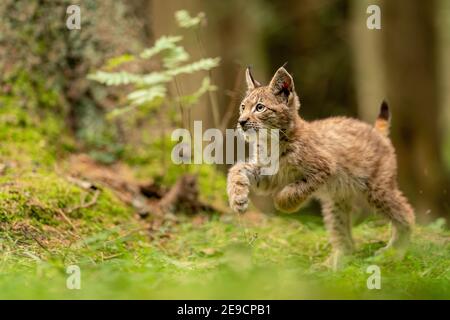 Mignon et curieux petit lynx cub dans une forêt verte herbe Banque D'Images