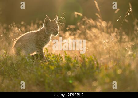 Lynx cub assis du côté profil dans une grande herbe dans la lumière dorée du coucher de soleil. Banque D'Images