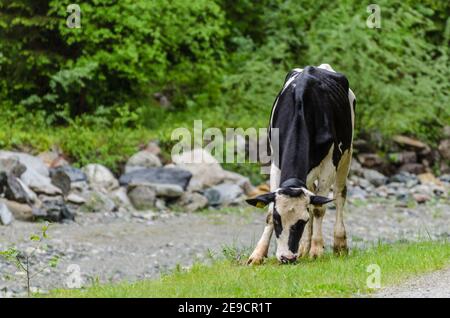 la vache noire et blanche se tient sur le bord de la route dans le montagnes Banque D'Images