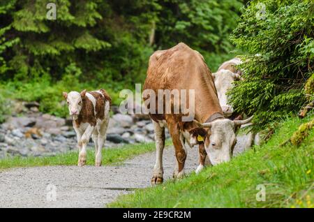 vaches marchant sur la route dans les montagnes Banque D'Images
