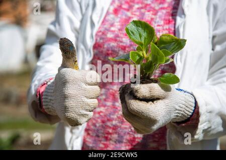 les mains des femmes tiennent un germe de fleur et montrent les pouces vers le haut. bottany passe-temps Banque D'Images