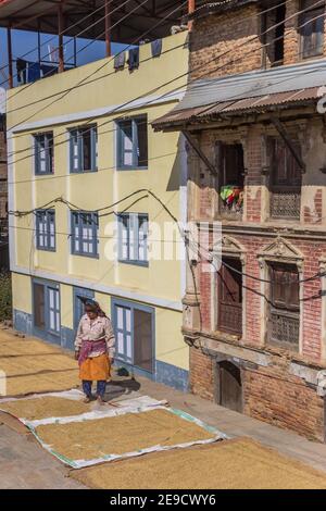 Femme dans la robe népalaise traditionnelle dessèchant le riz à Kirtipur, au Népal Banque D'Images
