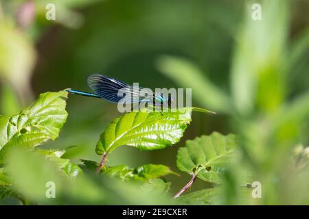 Demoiselle mâle avec bande (Calopteryx splendens) mâle à bande damselfly reposant sur une feuille verte avec du rouge tige avec un fond vert naturel Banque D'Images