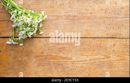 Jardin blanc petites fleurs de camomille sur fond de bois. Bouquet simple sur les vieilles planches de texture. Banque D'Images