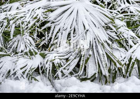 Palmiers dans la neige, en hiver Banque D'Images