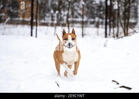 Le chien de la fosse Bull Terrier court dans la neige et sourit. Photo de haute qualité Banque D'Images