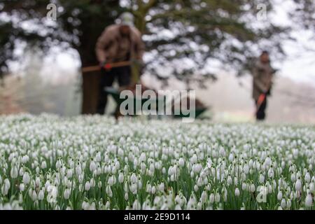 Les jardiniers ont tendance aux premières chutes de neige de la saison à la maison et aux jardins Audley End du patrimoine anglais à Saffron Waldon, Essex. Date de la photo : jeudi 4 février 2021. Banque D'Images