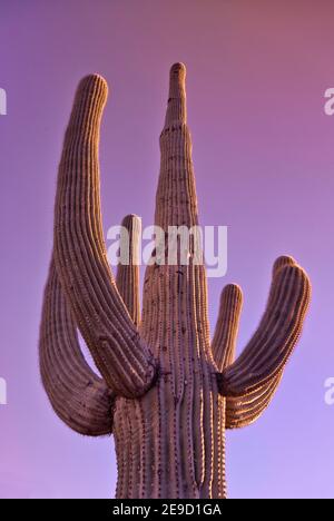 Saguaro au coucher du soleil, parc national de Saguaro, West Tucson Mountain District, Arizona, États-Unis Banque D'Images