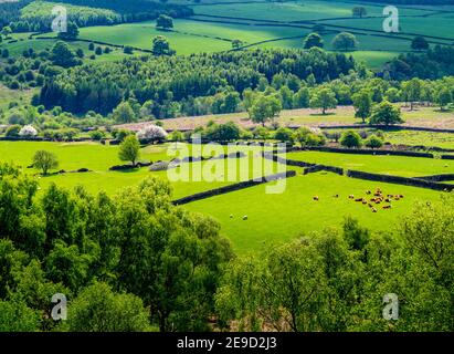 Paysage du début de l'été vu de Birchen Edge près de Baslow in Parc national du Peak District Derbyshire Dales Angleterre Royaume-Uni Banque D'Images