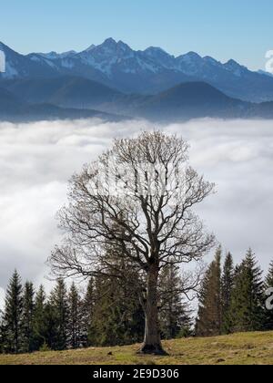 Vue depuis le Mont Hoernle sur une mer de brouillard cachant la vallée de la rivière Ammer vers Fuessen. Alpes bavaroises près d'Unterammergau dans le pays de Werdenfelser Banque D'Images