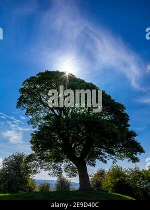 Will Shore's Tree sur lequel William Wordsworth a écrit un réseau sonore Près d'Oaker dans le parc national de Derbyshire Dales Peak District Angleterre Royaume-Uni Banque D'Images