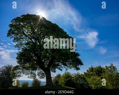 Will Shore's Tree sur lequel William Wordsworth a écrit un réseau sonore Près d'Oaker dans le parc national de Derbyshire Dales Peak District Angleterre Royaume-Uni Banque D'Images