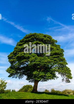 Will Shore's Tree sur lequel William Wordsworth a écrit un réseau sonore Près d'Oaker dans le parc national de Derbyshire Dales Peak District Angleterre Royaume-Uni Banque D'Images