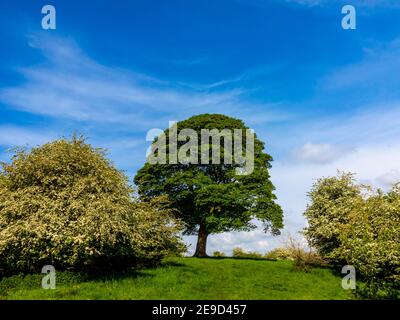 Will Shore's Tree sur lequel William Wordsworth a écrit un réseau sonore Près d'Oaker dans le parc national de Derbyshire Dales Peak District Angleterre Royaume-Uni Banque D'Images