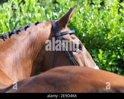 Un coup de tête d'un chasseur de baie dans un double pont tiré de derrière. Banque D'Images