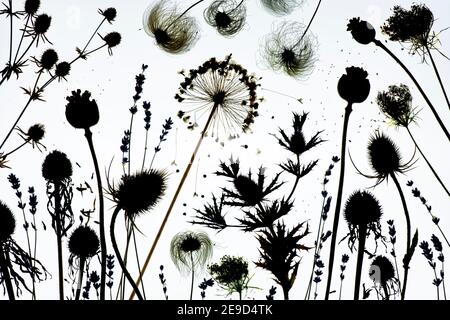 Motif de gousses de graines de fleurs séchées. Silhouette Banque D'Images