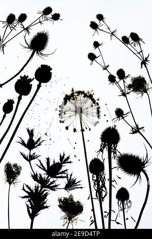 Motif de gousses de graines de fleurs séchées. Silhouette Banque D'Images