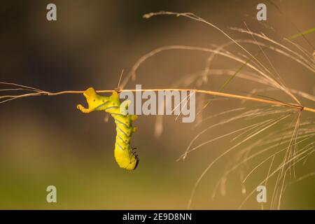 Acherontia atropos Caterpillar, l'Adviste (africain) de la tête de mort, les faucon de la tête de mort moths sont grands, allant de 3.5 à 5 pouces (80-120 mm) comme annonce Banque D'Images