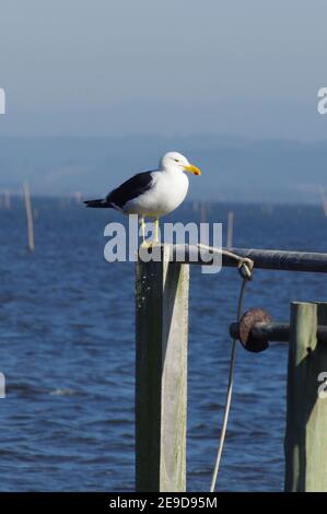 Belle photo d'un mouette qui se trouve sur un bateau de pêche sur la mer Banque D'Images