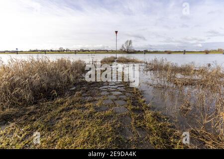Paysage de plaine inondable et arbres stériles d'hiver Banque D'Images