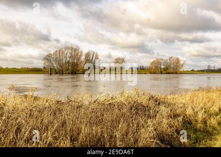 Paysage de plaine inondable et arbres stériles d'hiver Banque D'Images