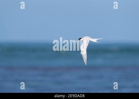 Sterne à façade blanche (Sterna striata), adulte volant au-dessus de l'océan, Nouvelle-Zélande, Île du Sud, Invercargill Banque D'Images