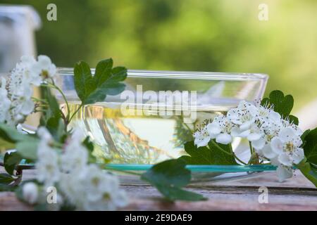 Aubépine, aubépine, aubépine anglaise (Crataegus monogyna), thé aubépine-fleur autofabriqué, Allemagne Banque D'Images