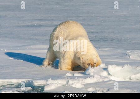 Ours polaire (Ursus maritimus), adulte essayant de se cacher derrière en pleine vue un peu de neige, Norvège, Svalbard Banque D'Images