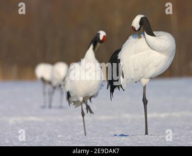 Grue manchurienne, grue à couronne rouge, grue japonaise (Grus japonensis), oiseaux adultes prêchant dans la neige, Japon, Hokkaido Banque D'Images