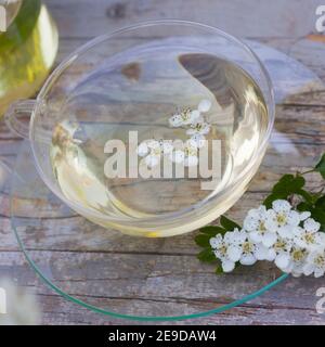 Aubépine, aubépine, aubépine anglaise (Crataegus monogyna), thé aubépine-fleur autofabriqué, Allemagne Banque D'Images