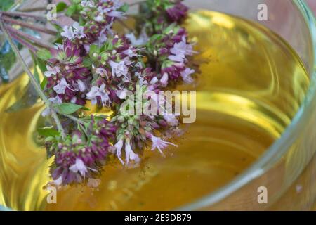 Origanum sauvage, marjoram sauvage (Origanum vulgare), thé autofabriqué à partir de marjoram sauvage, Allemagne Banque D'Images