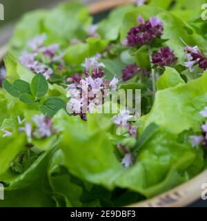 Origanum sauvage, marjolaine sauvage (Origanum vulgare), salade avec fleurs d'origanum sauvage, Allemagne Banque D'Images