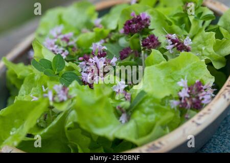 Origanum sauvage, marjolaine sauvage (Origanum vulgare), salade avec fleurs d'origanum sauvage, Allemagne Banque D'Images