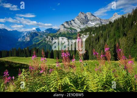 Fireweed, sally en fleurs, feuilles de saule de Rosebay, grandes feuilles de saule (Epilobium angustifolium, Chamerion angustifolium), Ortstock et Toedi, Suisse, Banque D'Images