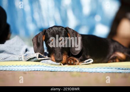 Dachshund à poil dur, chien à poil dur, chien domestique (Canis lupus F. familiaris), chiot allongé sur un Jean regardant dans l'appareil photo, Allemagne Banque D'Images