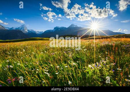 Prairie de montagne en fleurs sur le plateau Alp Flix au soleil, Suisse, Grisons Banque D'Images