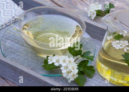 Aubépine, aubépine, aubépine anglaise (Crataegus monogyna), thé aubépine-fleur autofabriqué, Allemagne Banque D'Images