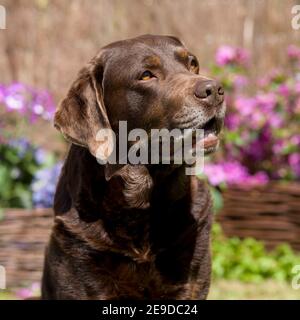 Labrador retriever chocolat Banque D'Images