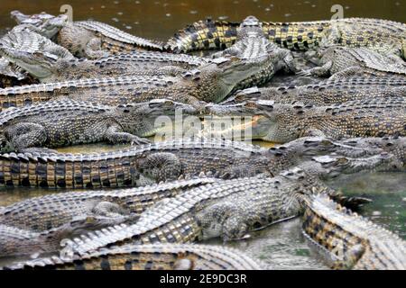 Crocodile d'eau salée, crocodile estuarien (Crocodylus porosus), crocodiles d'eau salée dans un bassin d'eau d'une station de reproduction, Australie, Queensland Banque D'Images